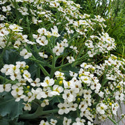 Sea Seeds, Crambe maritima