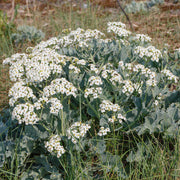 Sea Seeds, Crambe maritima