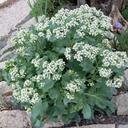 Sea Seeds, Crambe maritima