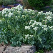 Sea Seeds, Crambe maritima