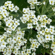 Sea Seeds, Crambe maritima