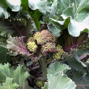 Crambe Seeds, Maritima
