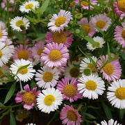Seaside Daisy Seeds