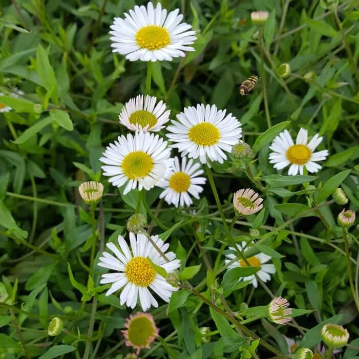 Seaside Daisy Seeds