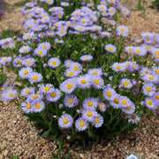 Seaside Daisy Seeds