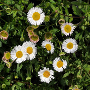 Seaside Daisy Seeds