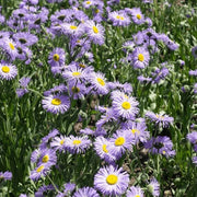 Seaside Daisy Seeds