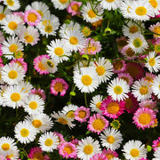 Seaside Daisy Seeds