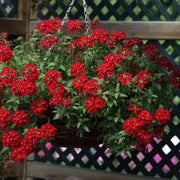 Seasonal Bloom Seed Kit