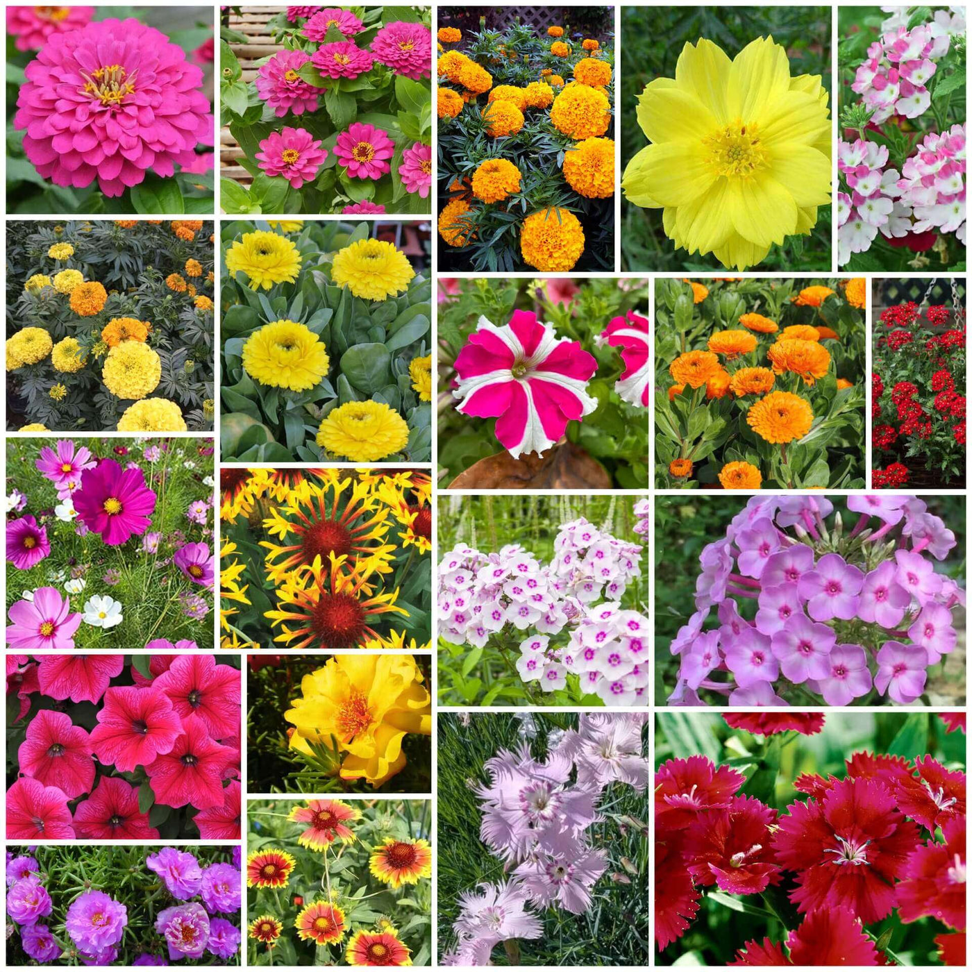 Seasonal Bloom Seed Kit