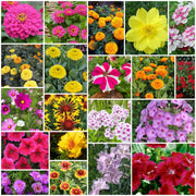 Seasonal Bloom Seed Kit