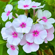 Seasonal Bloom Seed Kit