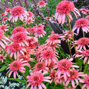Secret Passion Echinacea Seeds