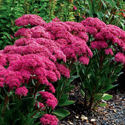 Showy Stonecrop Sedum Seeds