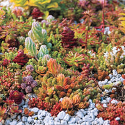 Mixed Succulent Seeds