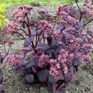 Pink Telephium Sedum Seeds