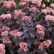 Pink Telephium Sedum Seeds