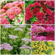 Sedum Seeds - All In One For Home Gardens
