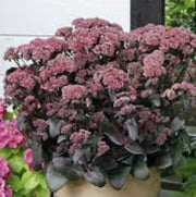 Pink Telephium Sedum Seeds
