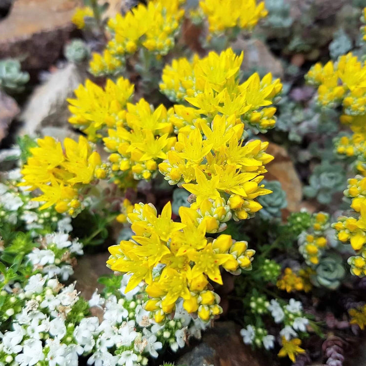 Yellow Oreganum Sedum Seeds, Herbal