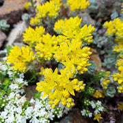 Yellow Oreganum Sedum Seeds, Herbal