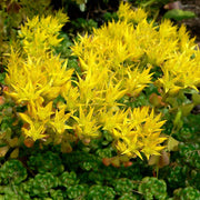 Yellow Oreganum Sedum Seeds, Herbal