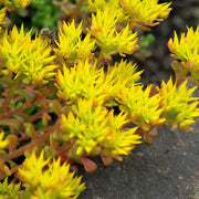 Yellow Oreganum Sedum Seeds, Herbal