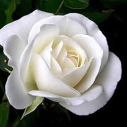 White Rose Rosa Seeds