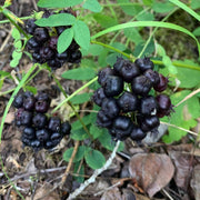 Black Sarsaparilla Seeds