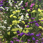 Statice Seeds – Limonium sinuatum