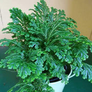 Selaginella Seeds - Flower Plant For Home Gardens
