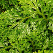 Selaginella Seeds - Flower Plant For Home Gardens