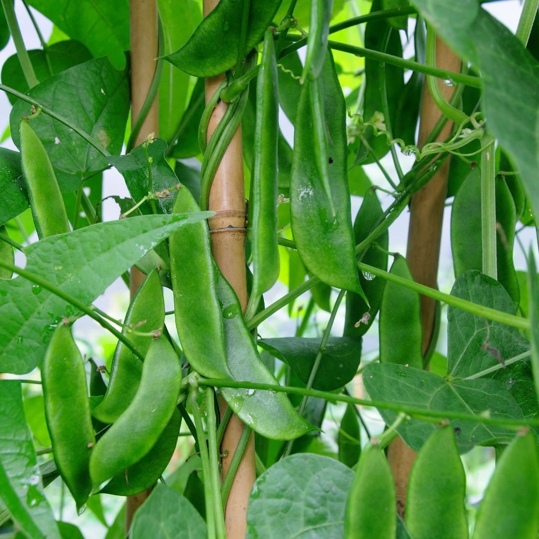 Sem Fali Seeds, Lablab purpureus Vegetable Seeds