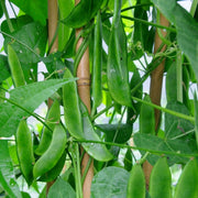Sem Fali Seeds, Lablab purpureus Vegetable Seeds