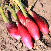 Red Torpedo Onion Seeds
