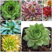 Sempervivum Plant Seeds - All In One For Home Gardens