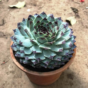 Sempervivum Plant Seeds - Flower Plant
