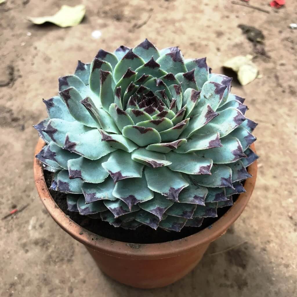 Sempervivum Plant Seeds - All In One For Home Gardens