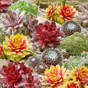 Sempervivum Plant Seeds - All In One For Home Gardens