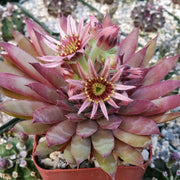 Sempervivum Plant Seeds - All In One For Home Gardens