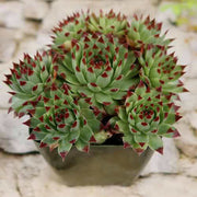 Sempervivum Plant Seeds - All In One For Home Gardens
