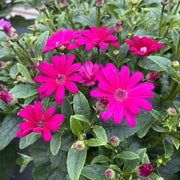 Senetti Pericallis Seeds - Flower Plant For Home Gardens