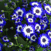 Senetti Pericallis Seeds - Flower Plant For Home Gardens