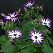 Senetti Pericallis Seeds - Flower Plant For Home Gardens