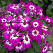 Senetti Pericallis Seeds - Flower Plant For Home Gardens