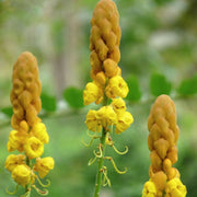 Drought & Heat Tolerant Senna Alata Seeds