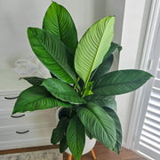 Sensation Peace Lily Seeds
