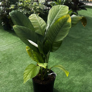 Sensation Peace Lily Seeds