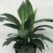 Sensation Peace Lily Seeds