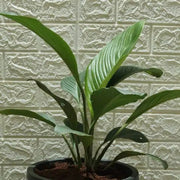 Sensation Peace Lily Seeds
